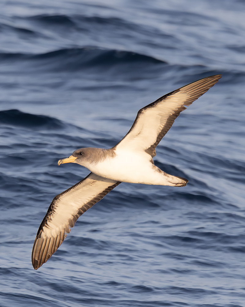 Cory's shearwater